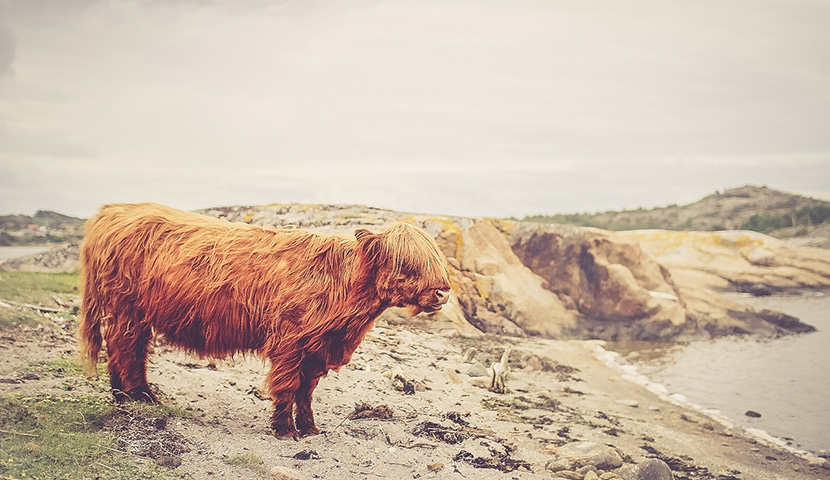 呼死你在线使用